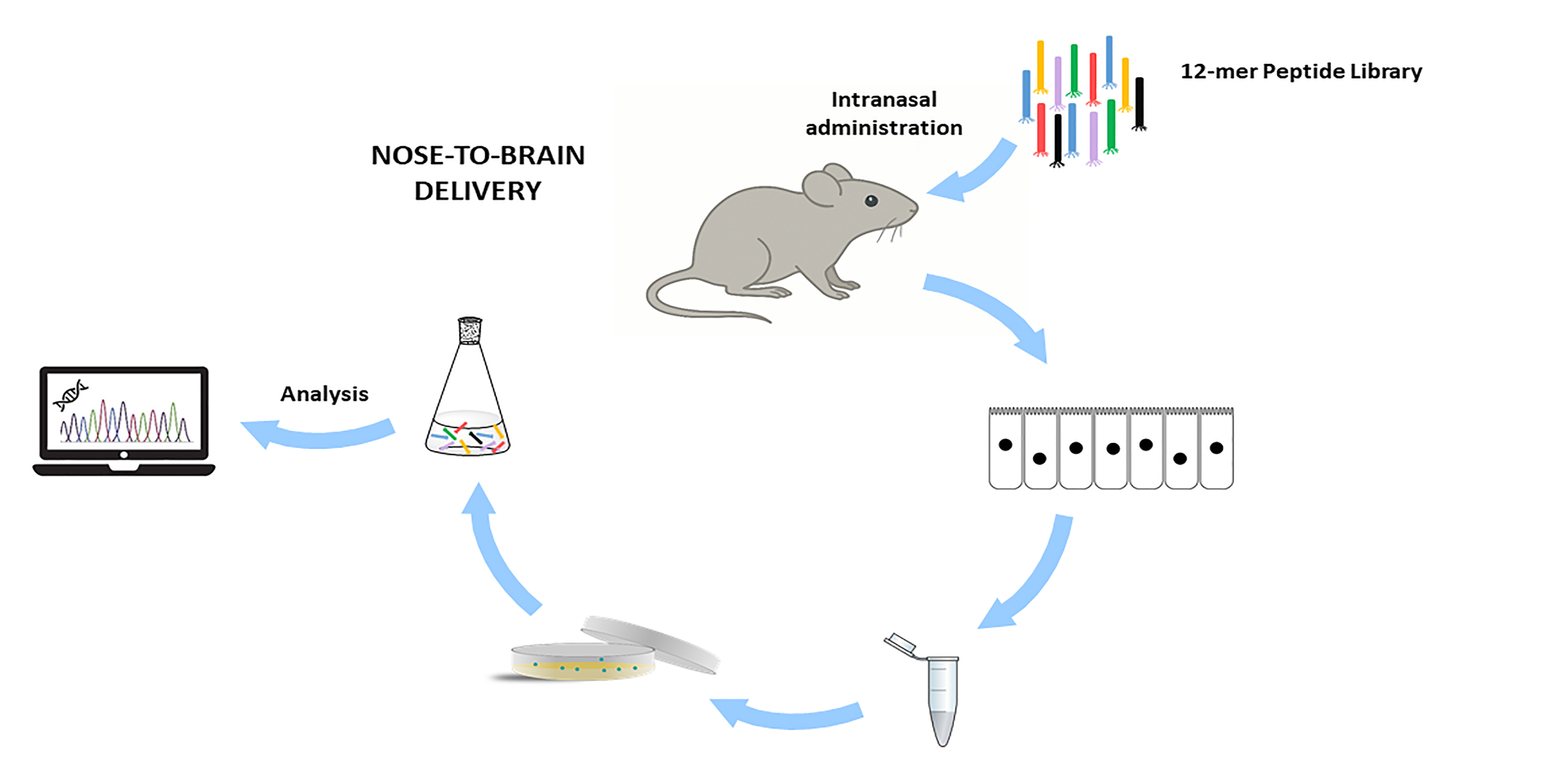 Graphical Abstract