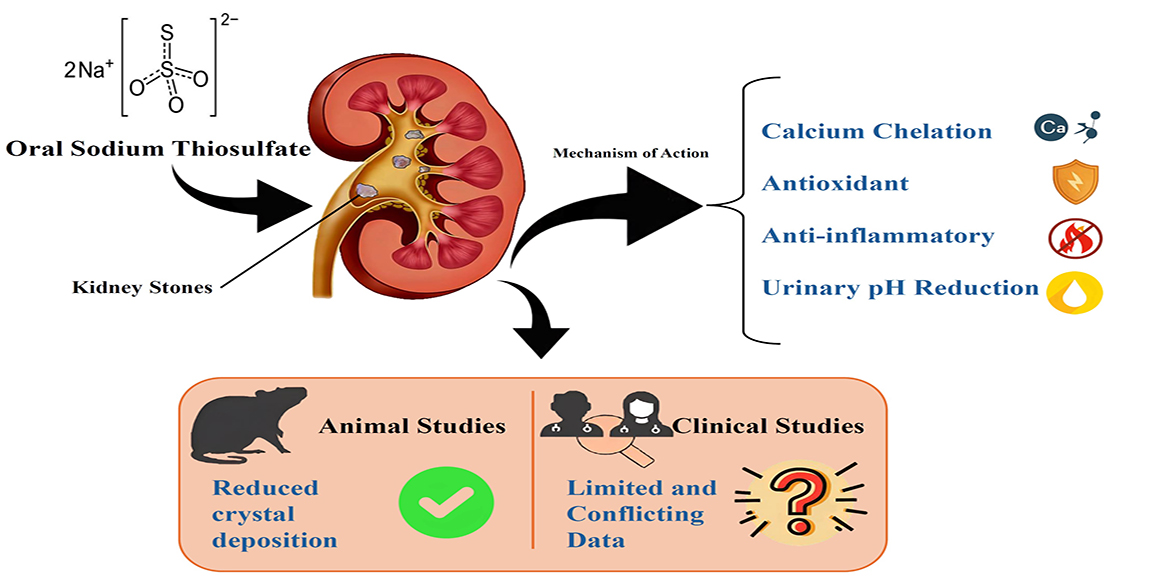 Graphical Abstract